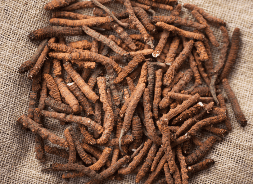 Menovelle cordyceps sinensis png