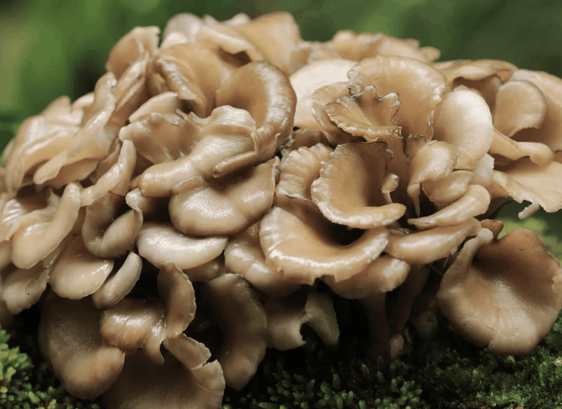 Menovelle Maitake Mushroom png