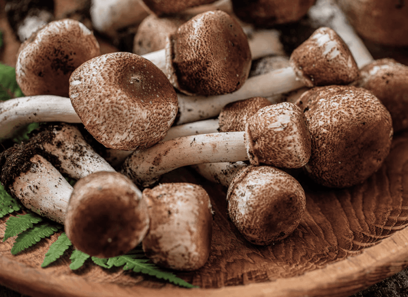 Menovelle Royal Sun Agaricus png