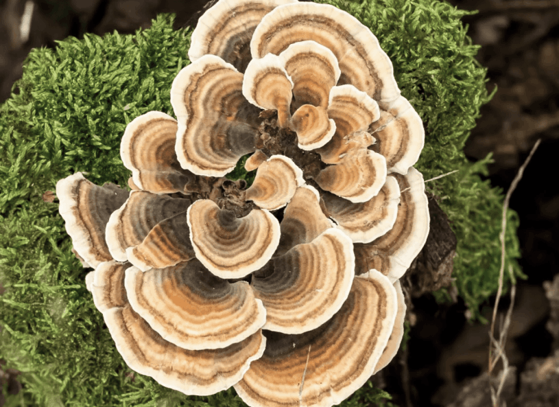 Menovelle Turkey Tail png